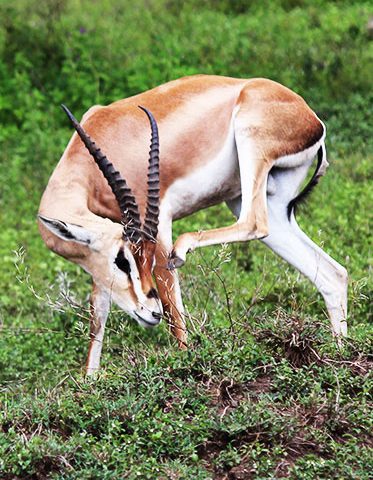 Grant-gazelle-Tanzania-luxury-safari