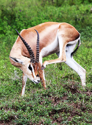 Grant-gazelle-Tanzania-luxury-safari