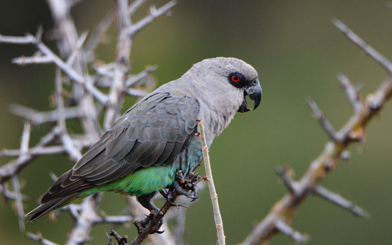 Green-Parrot-Tanzania-Birdlife-Safari
