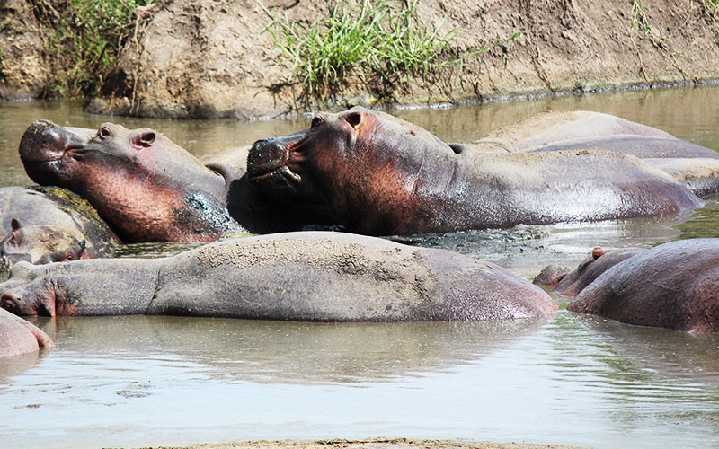 Hippo-pool-Tanzania-African-photographer-safaris