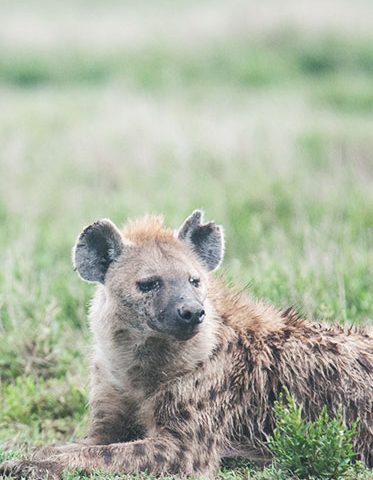 Hyena-Ugly-five-Tanzania-luxury-safari