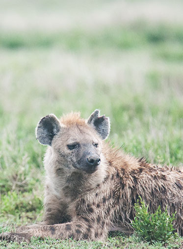 Hyena-Ugly-five-Tanzania-luxury-safari