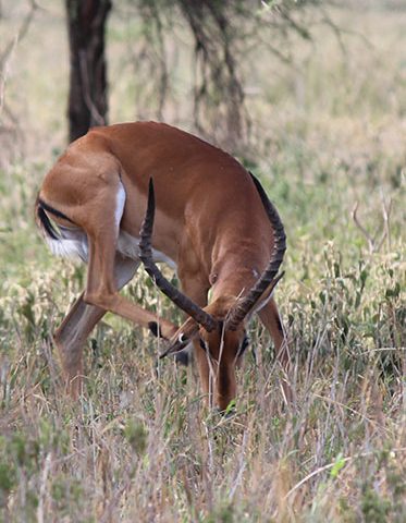 Impalas-Tanzania-private-safari