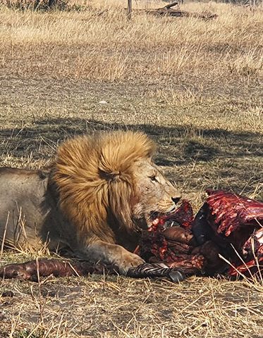 King-with-his-prey-Tanzania-Luxury-safari