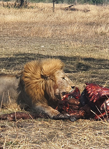 King-with-his-prey-Tanzania-Luxury-safari