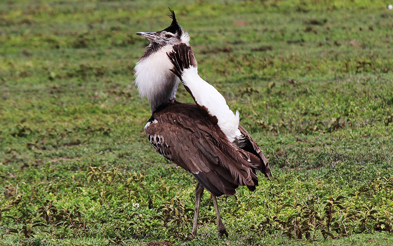 Kori-bustard-Tanzania-family-birdlife-Safari