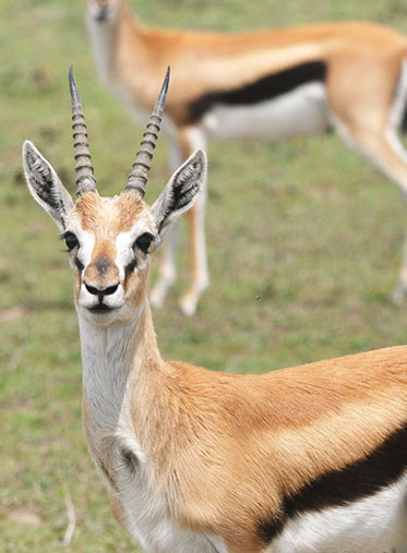 Luxury-safari-Tanzania-Thomson-gazelle