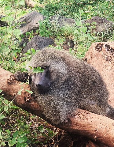 Male-Baboon-Tanzania-luxury-Safari-best-lodge