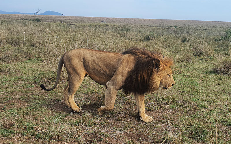 Male-lion-King-Tanzania-Luxury-Safari