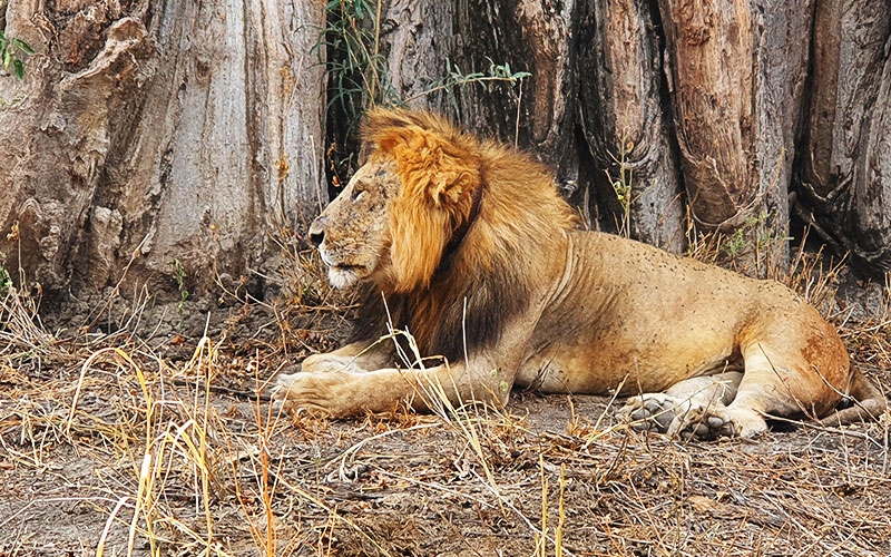 Male-lion-in-southern-private-safari