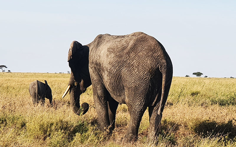 Mama-elephant-Zanzibar and Serengeti-luxury-safari