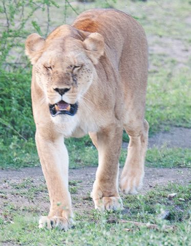 Nyerere-park-lioness-walk-Tanzania