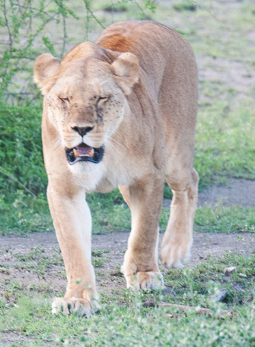 Nyerere-park-lioness-walk-Tanzania