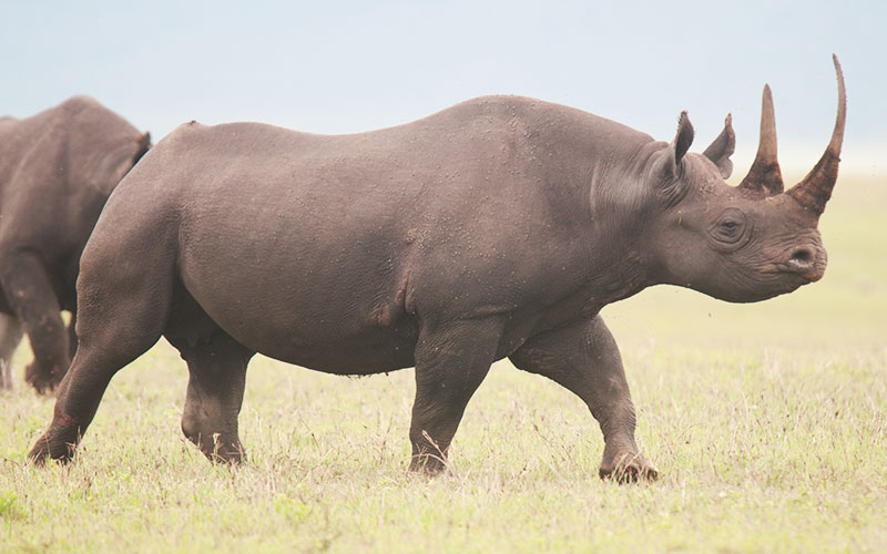 Rhino-in-Mkomanzi-Sanctuary