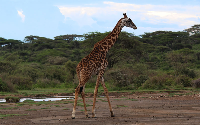 Serengeti-Giraffe-Tanzania-private-safari