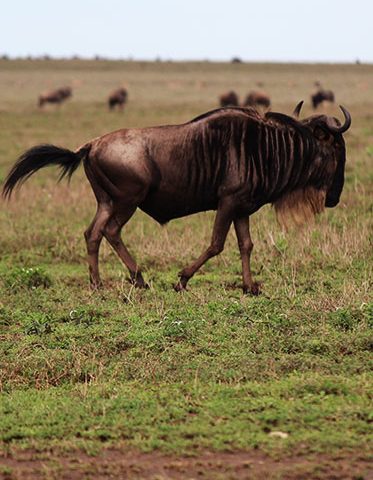 Serengeti-Wildebeest-Migration-safari