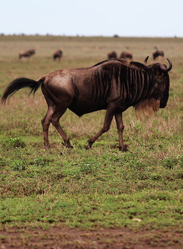 Serengeti-Wildebeest-Migration-safari