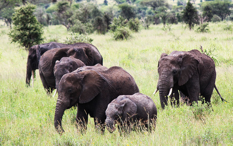 Serengeti-elephant-photographer-Tanzania