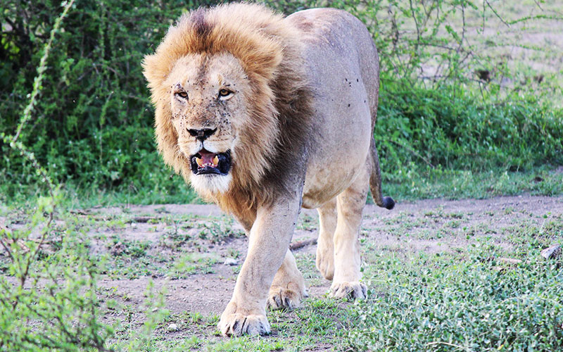 Serengeti-lion-Tanzania-photographer-safari