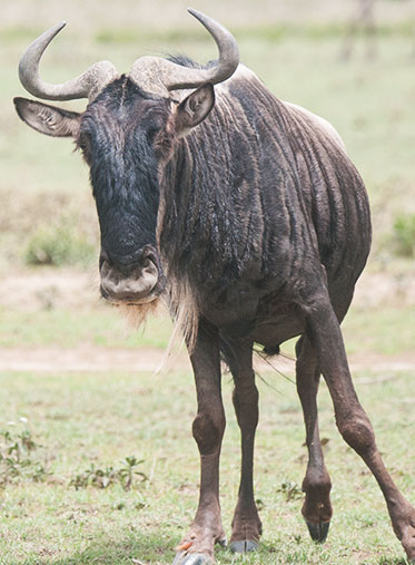 Serengeti-southern-wildebeest-migration