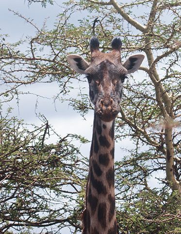 Southern-Private-safari Tanzania