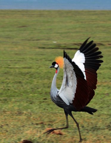 Tanzania-Birdlife-private-Safari