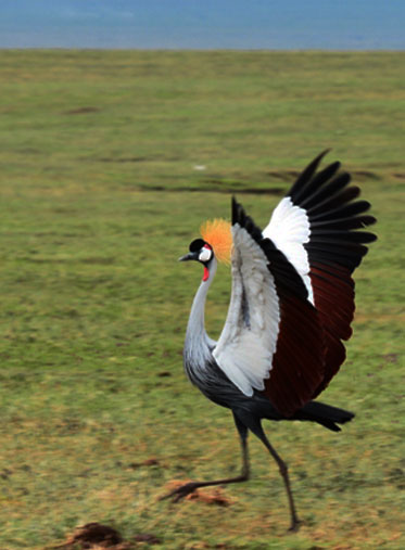 Tanzania-Birdlife-private-Safari