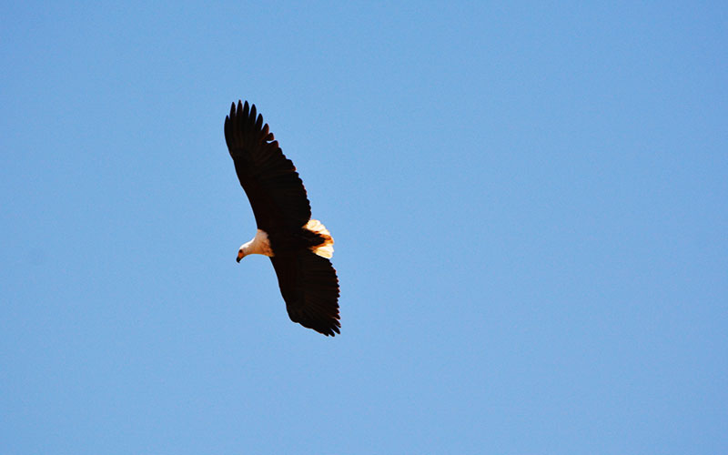 Tanzania-Birdwatching-Safari-African-Fish-eagle