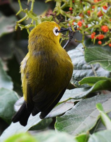 Tanzania-birdlife-safari--Ngorongoro-forest