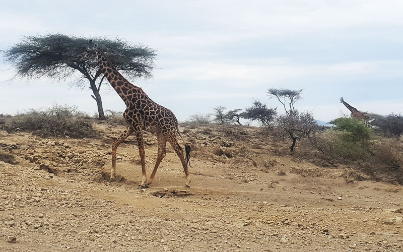 Tanzania-experience-southern-Safari--Masai-giraffe