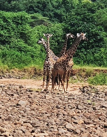 Tanzania-family-safari-Amazing