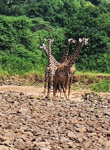 Tanzania-family-safari-Amazing