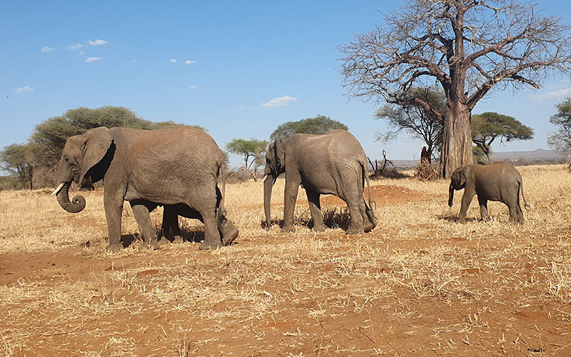 Tanzania-private-Safari-elephant-Tarangire