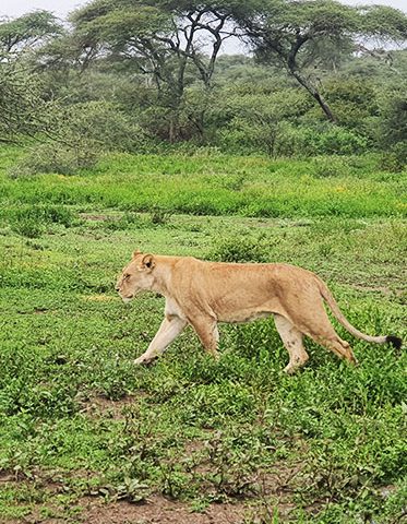 Tanzania-unforgettable-luxury-safari