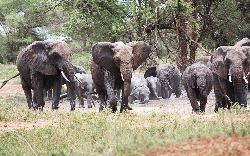 Tarangire-day-tour-elephant-family