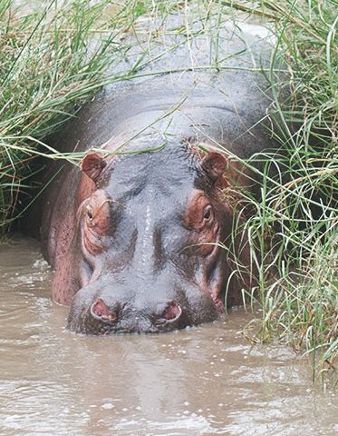 The-hippo-Tanzania-Experience-Safari