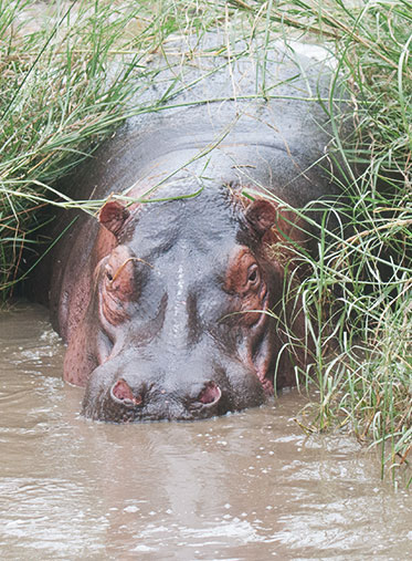 The-hippo-Tanzania-Experience-Safari