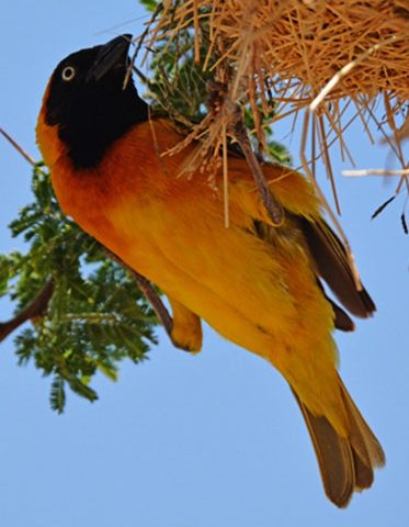 Weavers-Tanzania-Birdwatching-safari