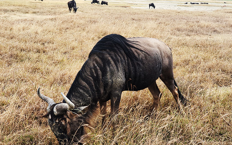 Wildebeest-Serengeti-safari