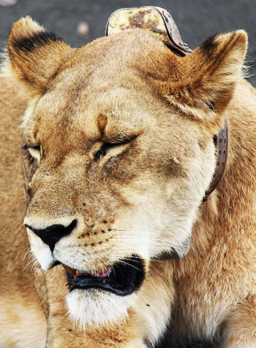 Zanzibar-and-Tanzania-Safari--Mama-lion