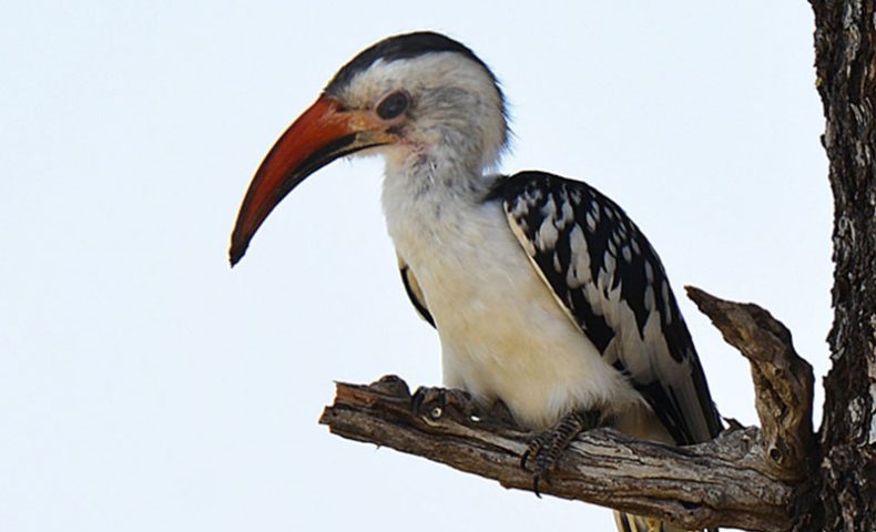 Zazu--Yellow-horn billed-Best-Time-for-Birdwatching-in-Tanzania
