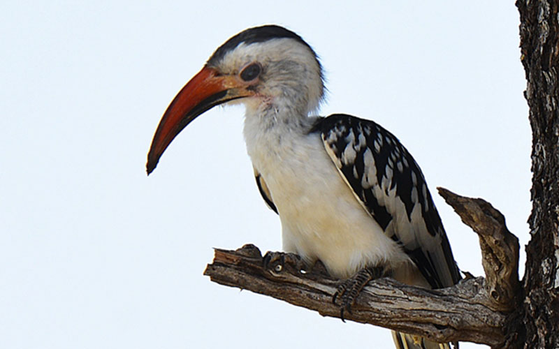 Zazu--Yellow-horn billed-Best-Time-for-Birdwatching-in-Tanzania