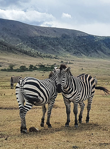 Zebra-family-Tanzania-safari-best-tour