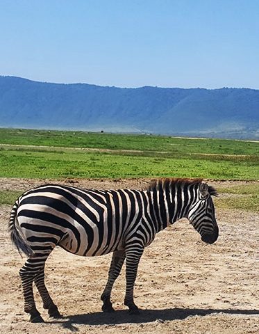 Zebra-sleeping-Tanzania-Experience-Safari