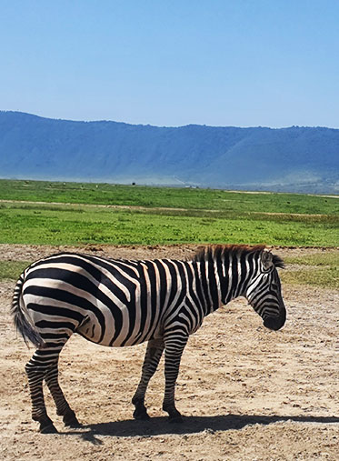 Zebra-sleeping-Tanzania-Experience-Safari