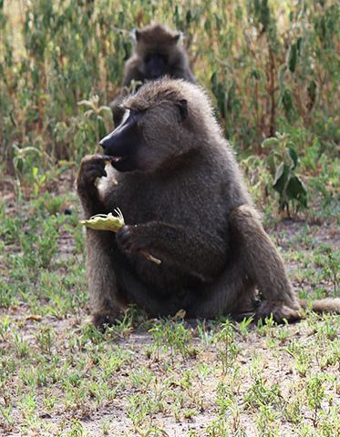 baboon-feeding-Tanzania-family-Safari-Northern