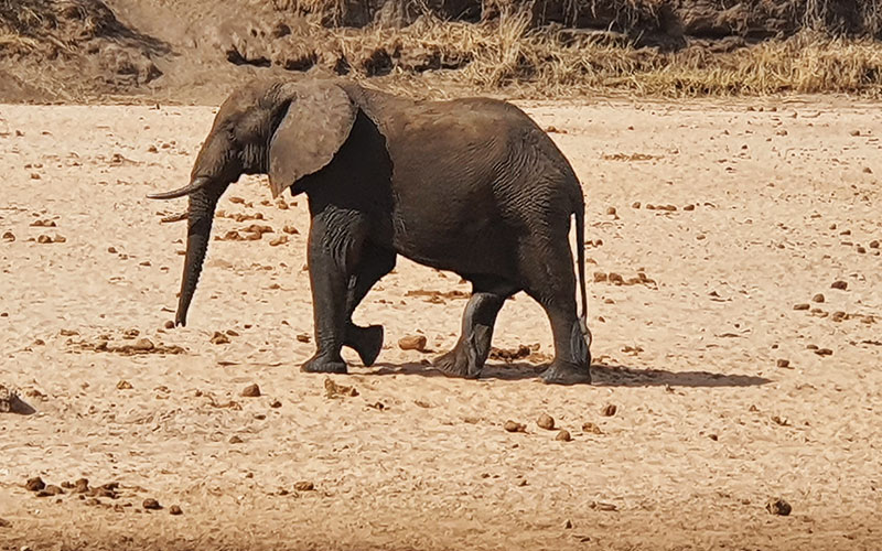 elephant-in-Tanzania-southern-luxury-safari