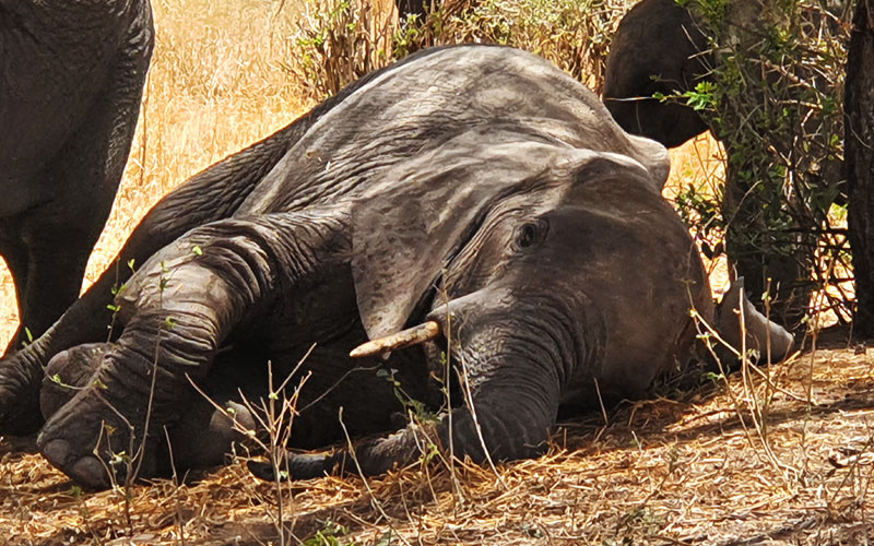 elephant-sleeping-Tanzania-family-safari