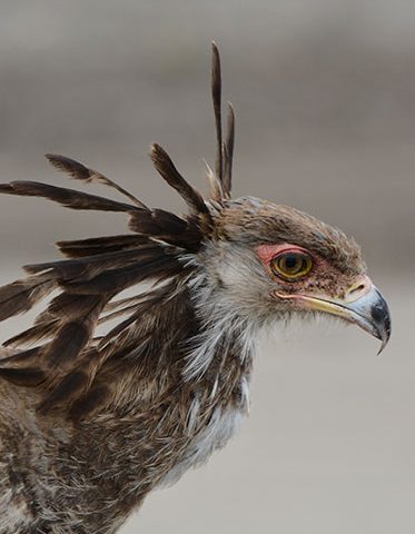 family-birdlife-safari-Tanzania-Secretary-birds