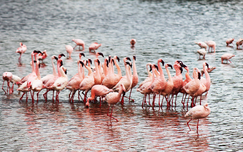 flamingo-lake-Natron-safari